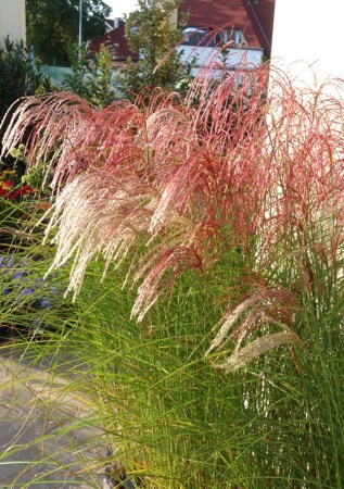 МІСКАНТУС  китайський Red Cloud